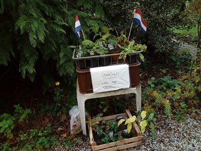 gratis-planten-klein-dantzig